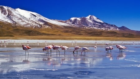 flamingos in a high mountain lake in bolivia - ice, lake, winter, mountains, birds