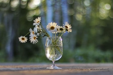 Still life - home style, glass, decorations, daisies, still life, vase