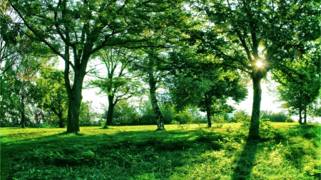 calm beauty in spring - sunshine, spring, grass, forest