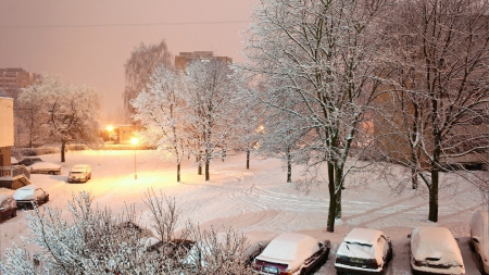 winter outside my window - trees, cars, winter, snow, parking, lamps