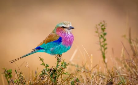 Colorful Bird - beautiful, flying rainbow, bird, colorful