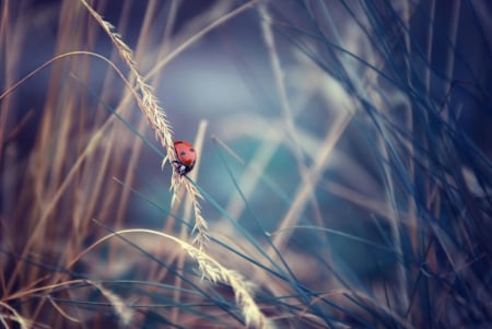 Macro Nature - ladybug, macro, insect, grass