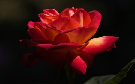 Blooming Red Rose - flower, nature, rose, bloom