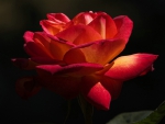 Blooming Red Rose