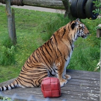 SITTING TIGER