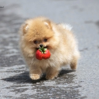Cute white puppy