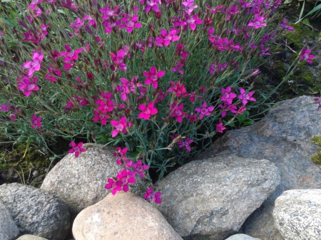 Flowers & stones - Purple, Alpine garden, Nature, Flowers, Stones