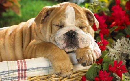 Cute dog - flowers, cute, animals, dog