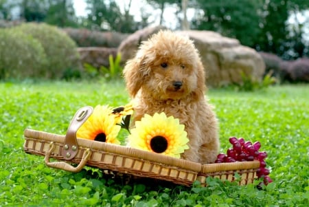 simply cute - Cute, yellow, flowes, dog, puppy