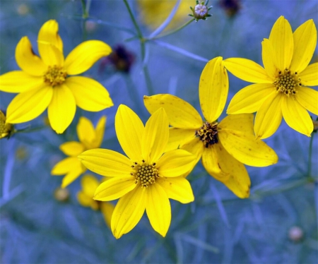 Spread A Little Sushine - flowers, yellow, blue, bright, background