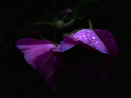 Raindrop on purple roses