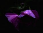 Raindrop on purple roses