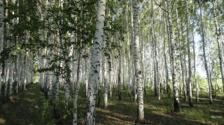 Birch Trees - trees, birch, aspen, summer, forest