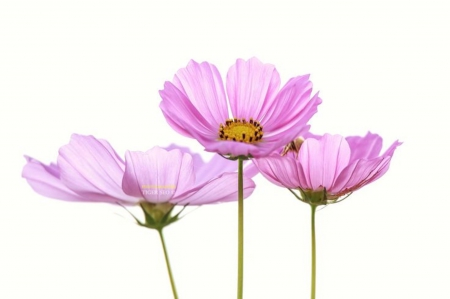 Pure Lâ™¥ve - trio, pink, beautiful, pure love, flowers