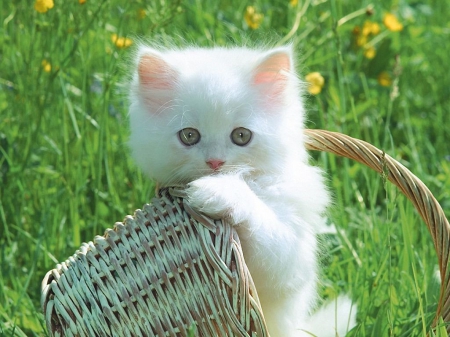 white kitten - basket, sunlight, grass, pink