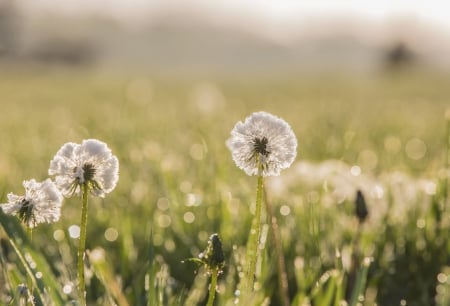 Proud of you - dandelions, nature, macro, grass, lawn, proud of you