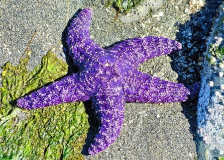 Seastar - on, star, purple, body