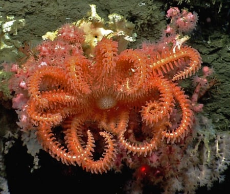 Brisingid starfish - animal, arms, many, sea