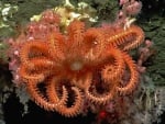 Brisingid starfish