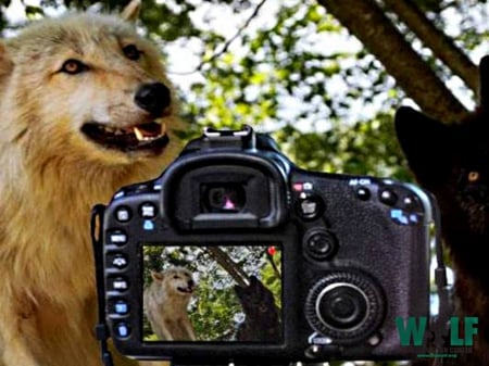 posing wolves - black, grey, before, camera