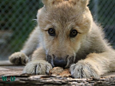 wolf cub - hairy, one, young, little