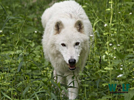 walking wolf - white, green, grass, high