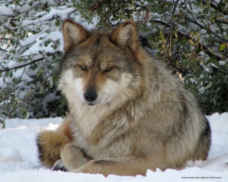 Mexican grey wolf - on, cold, snow, coat, lie