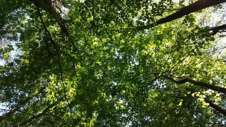 Below the trees - trees, green, leaves, little blue