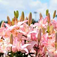 Scenic Summer Blossom