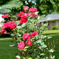 Scenic Summer Rose