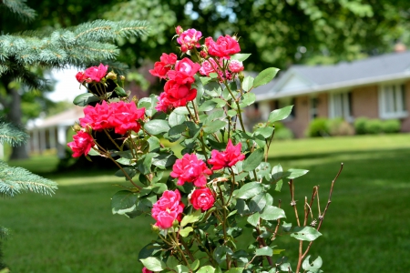 Scenic Summer Rose - scenic summer, red rose, Scenic Macro Rose, macro rose, summer rose, scenic rose