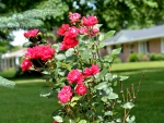 Scenic Summer Rose