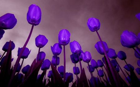 Pushing Up Purple - purple, tulips, bright, flowers, stems, colorful