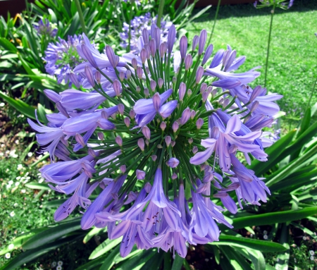 Agapanthus - nature, flowers, blue, flower