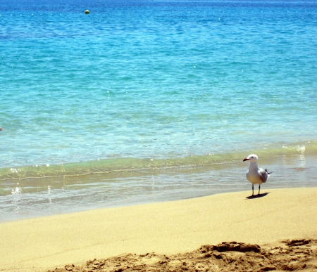 Seagull - nature, beaches, beach, blue, photography, sand, bird