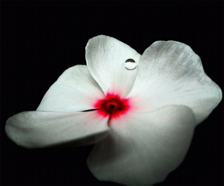 I'll Cry Alone - white, red, flower, petals, single, exotic