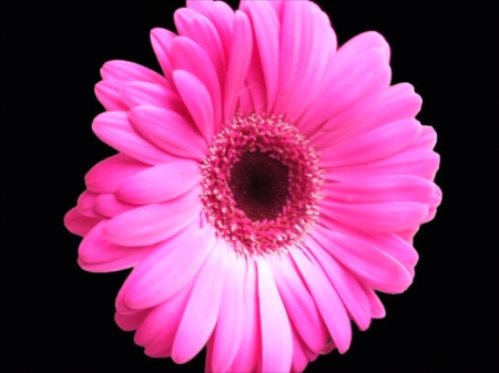 Bright On Black - black, colorful, bright, daisy, background, flower, pink