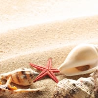 SeaShells