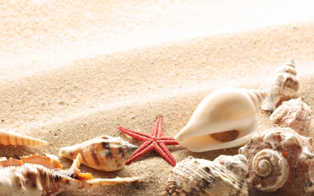 SeaShells - starfish, seahells, beach, ocean