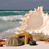 Beautiful Seashells