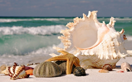 Beautiful Seashells - Ocean, Starfish, Seashells, Beach