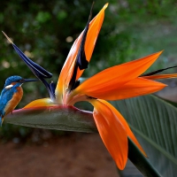 Kingfisher  Perched on a Bird of Paridise