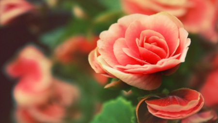 Orange Roses - nature, roses, leaves, orange, flowers