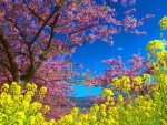 colors of spring