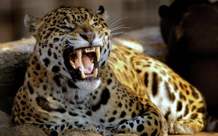 Ferocious Leopard - teeth, leopard, ferocious, animals