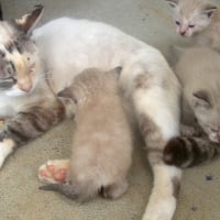 Sleepy Cat with Kittens