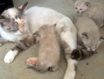 Sleepy Cat with Kittens