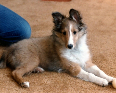 Leia - sheepdog, dog, puppy, sheltie