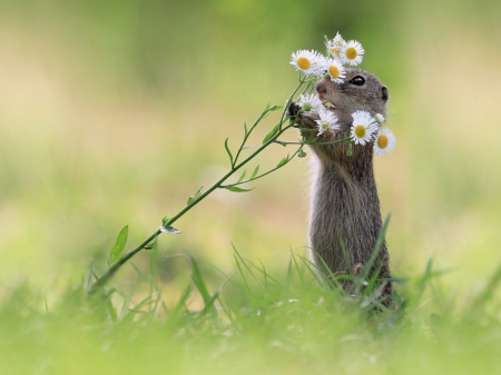 Cute one - nature, cute, squirrel, flower