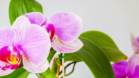 Beautiful Orchids - orchids, beauty, fresh, pink, green